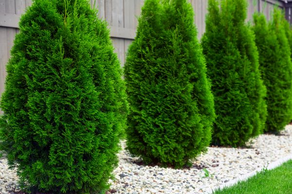 Arborvitae Planting in Rogers