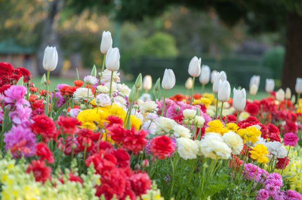 Gardening Service in Rogers