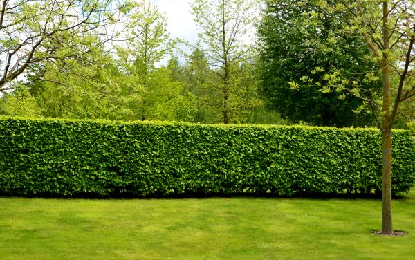 Hedge Planting in Rogers