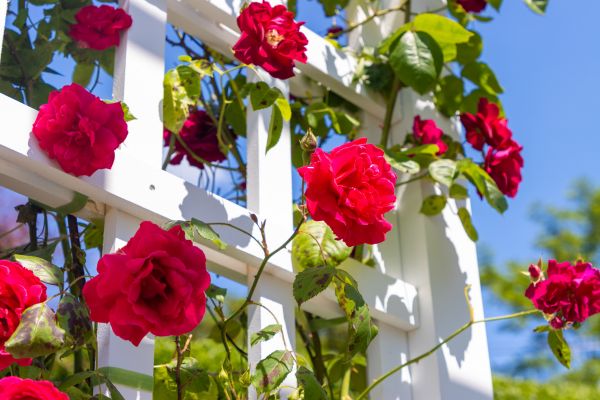 Home Gardening Service in Rogers