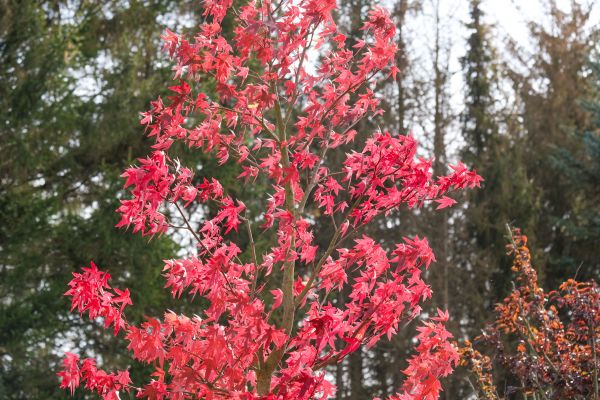 Japanese Maple Planting in Rogers