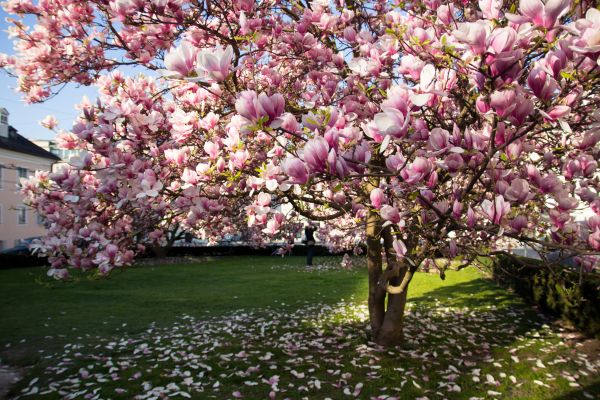 Magnolia Tree Planting in Rogers