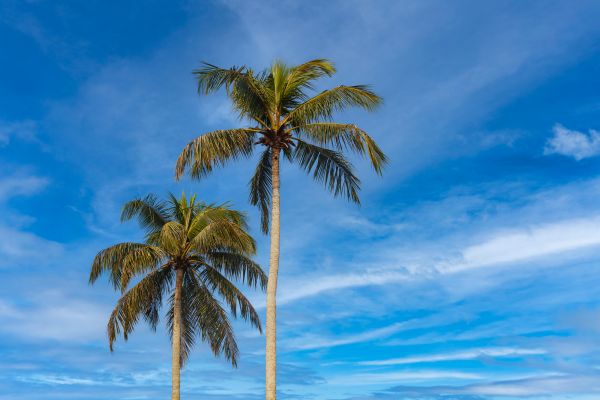 Palm Tree Planting in Rogers