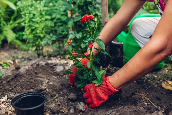 Planting Service in Rogers