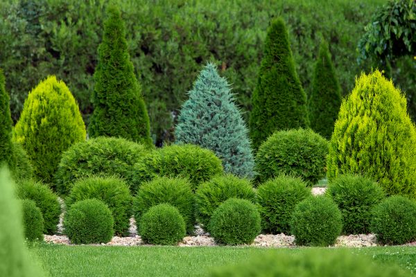 Shrub Replacement in Rogers