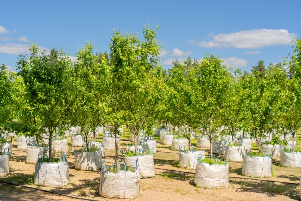 Tree Planting Service in Rogers