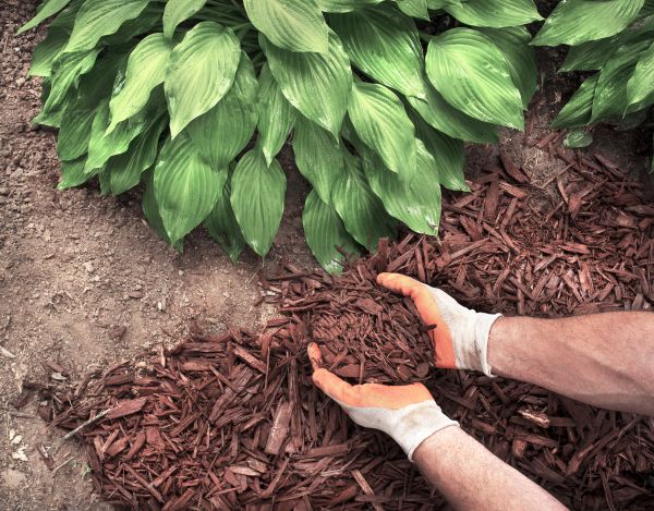 Shredded Mulch Service in Rogers