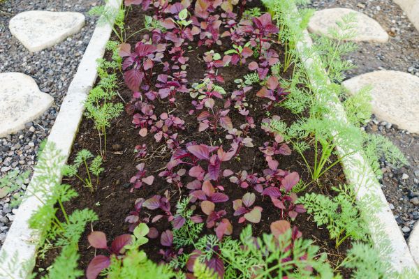 Edging Installation in Rogers