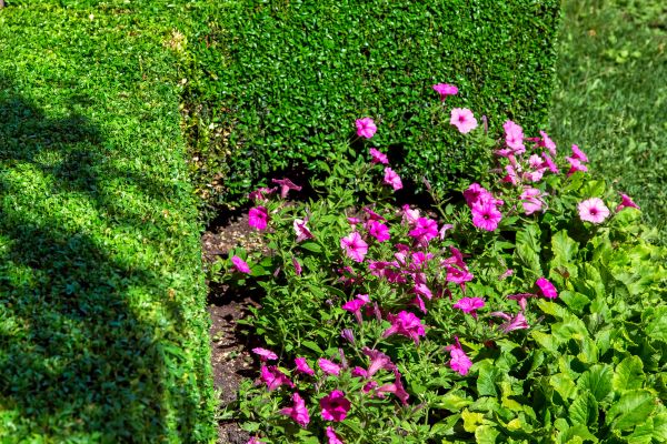 Softscaping Service in Rogers