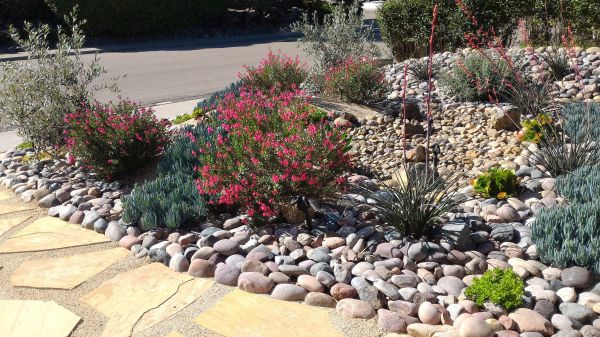 Xeriscape Landscaping in Rogers
