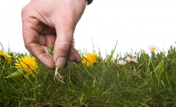 Lawn Weeding in Rogers