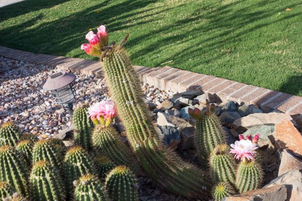 Desert Landscaping in Rogers