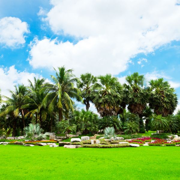 Tropical Landscaping in Rogers