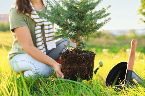 Spruce Tree Planting in Rogers
