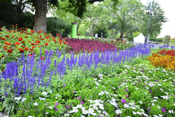Perennials Planting in Rogers
