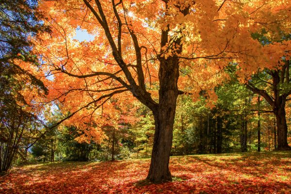 Maple Tree Planting in Rogers