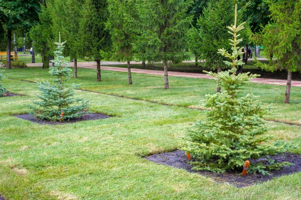 Privacy Trees Planting in Rogers