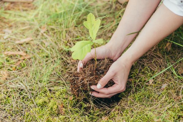 Oak Tree Planting in Rogers