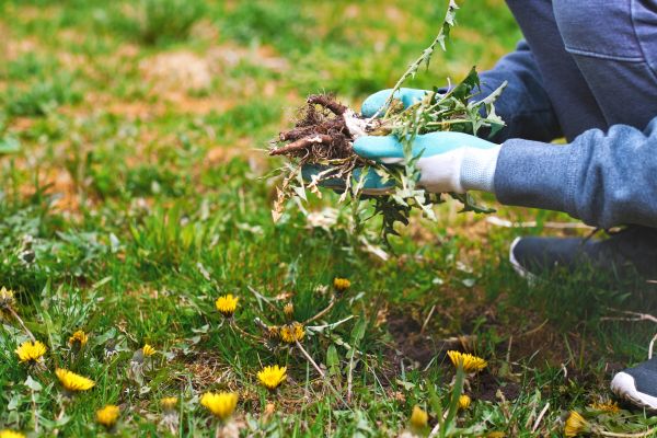 Flower Bed Clearing in Rogers