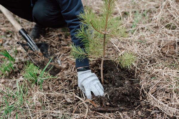 Pine Tree Planting in Rogers