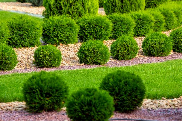 Bush Replacement in Rogers