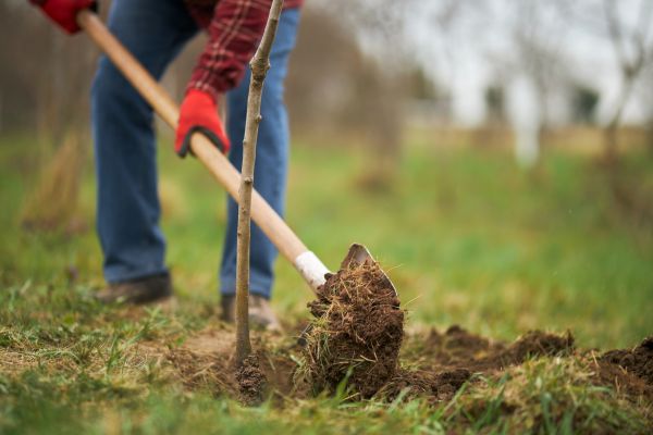 Trees Planting in Rogers