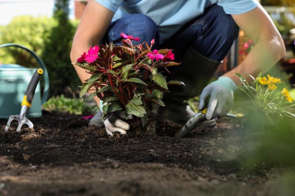 Plant Replacement in Rogers