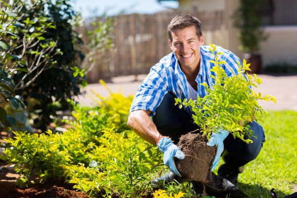 Shrub Landscaping in Rogers