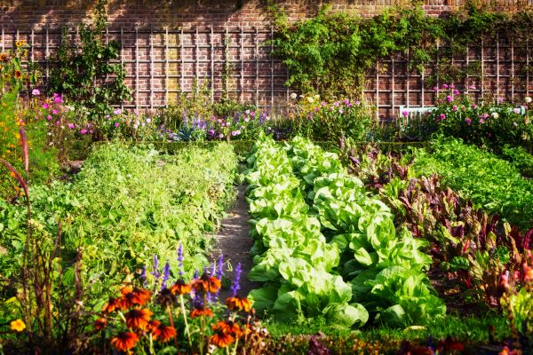 Garden Planting Service in Rogers
