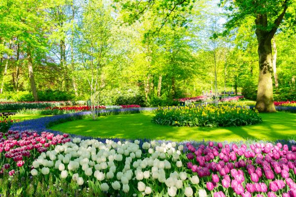 Flower Landscaping in Rogers