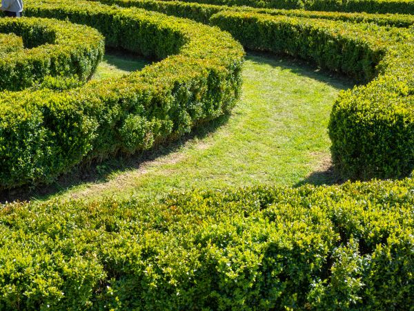 Bush Landscaping in Rogers