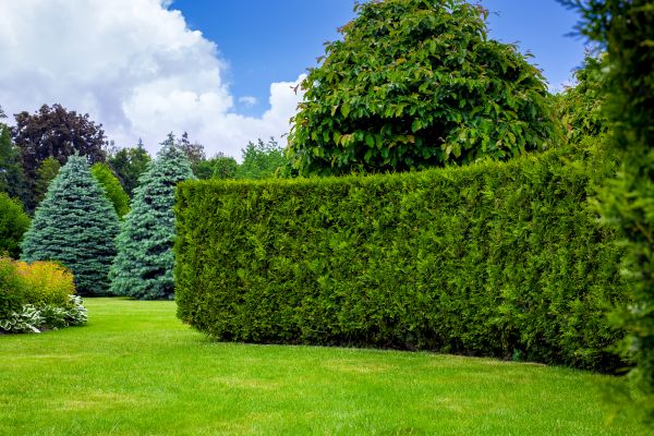 Hedge Landscaping in Rogers