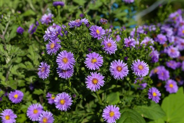 Perennial Flower Planting in Rogers