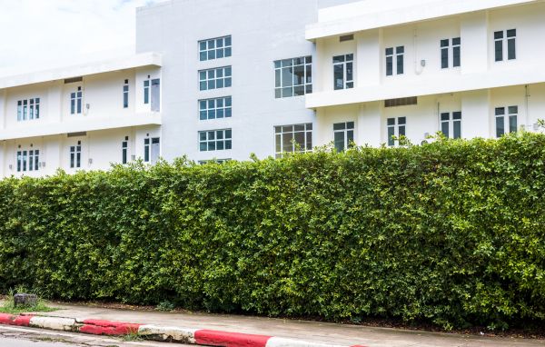 Privacy Landscaping in Rogers
