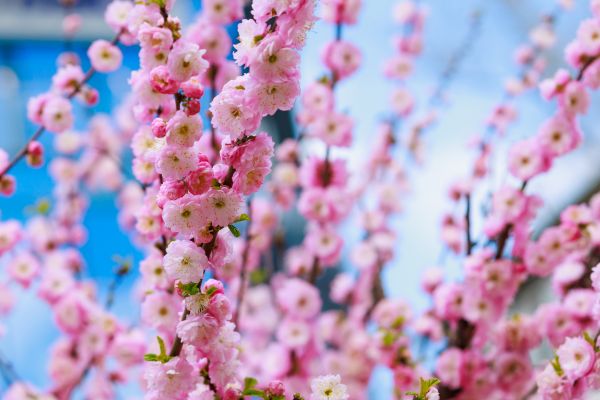 Japanese Cherry Tree Planting in Rogers