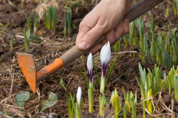 Flower Garden Weeding in Rogers