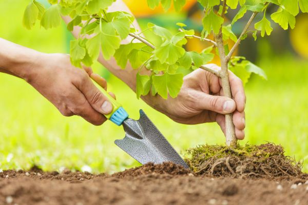 Fruit Tree Planting in Rogers