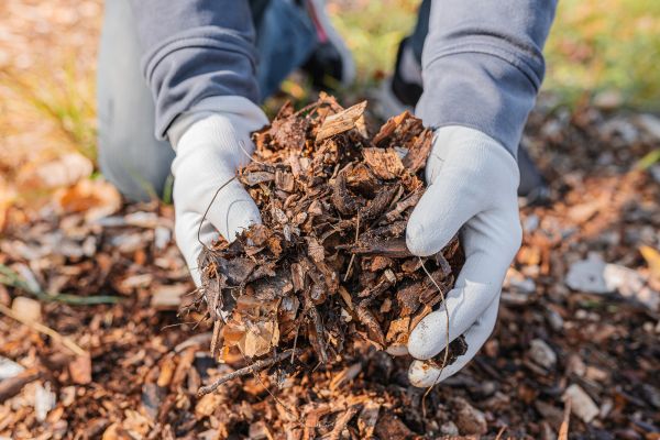 Shredded Mulch Installation in Rogers