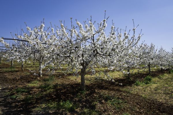 Orchard Planting in Rogers