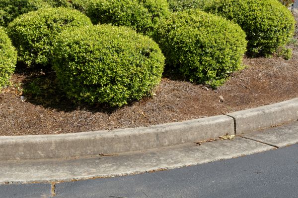 Pine Mulch Installation in Rogers