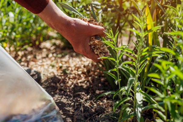 Weed Suppression