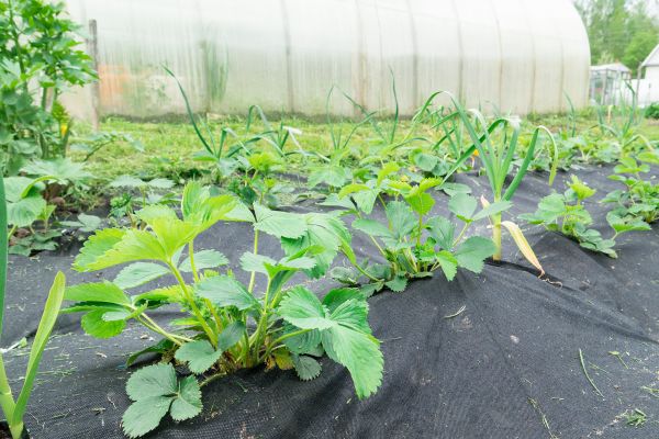 Garden Fabric Installation Service