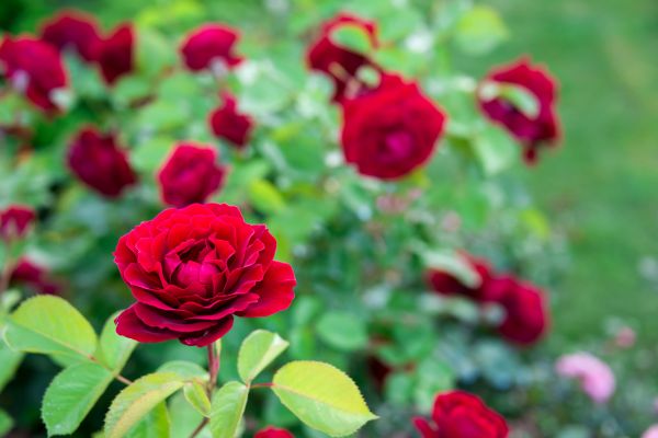 Rose Planting in Rogers