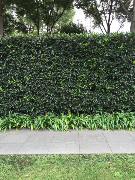 Privacy Shrub Planting in Rogers
