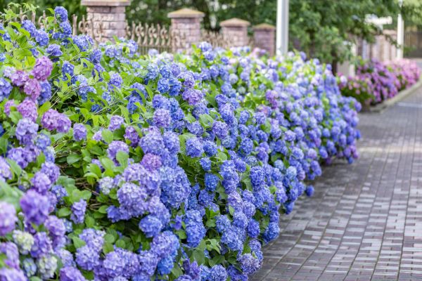 Hydrangea Landscaping in Rogers
