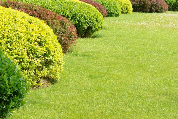Shrubbery Planting in Rogers