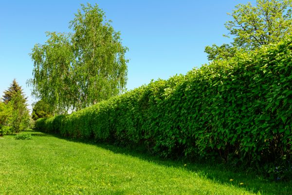 Hedge Replacement in Rogers