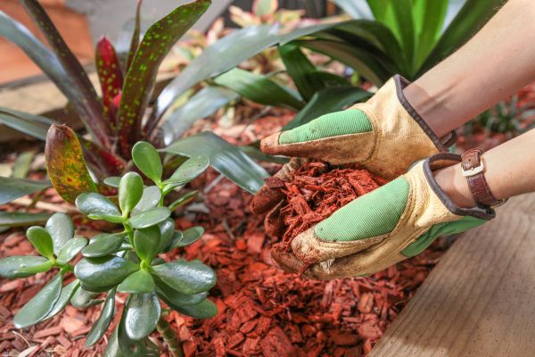 Cedar Mulch Installation in Rogers