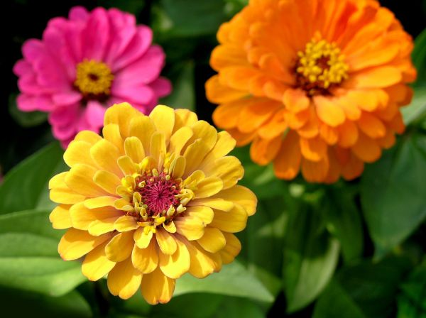 Zinnia Planting in Rogers