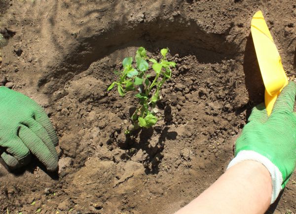 Rose Bush Planting in Rogers